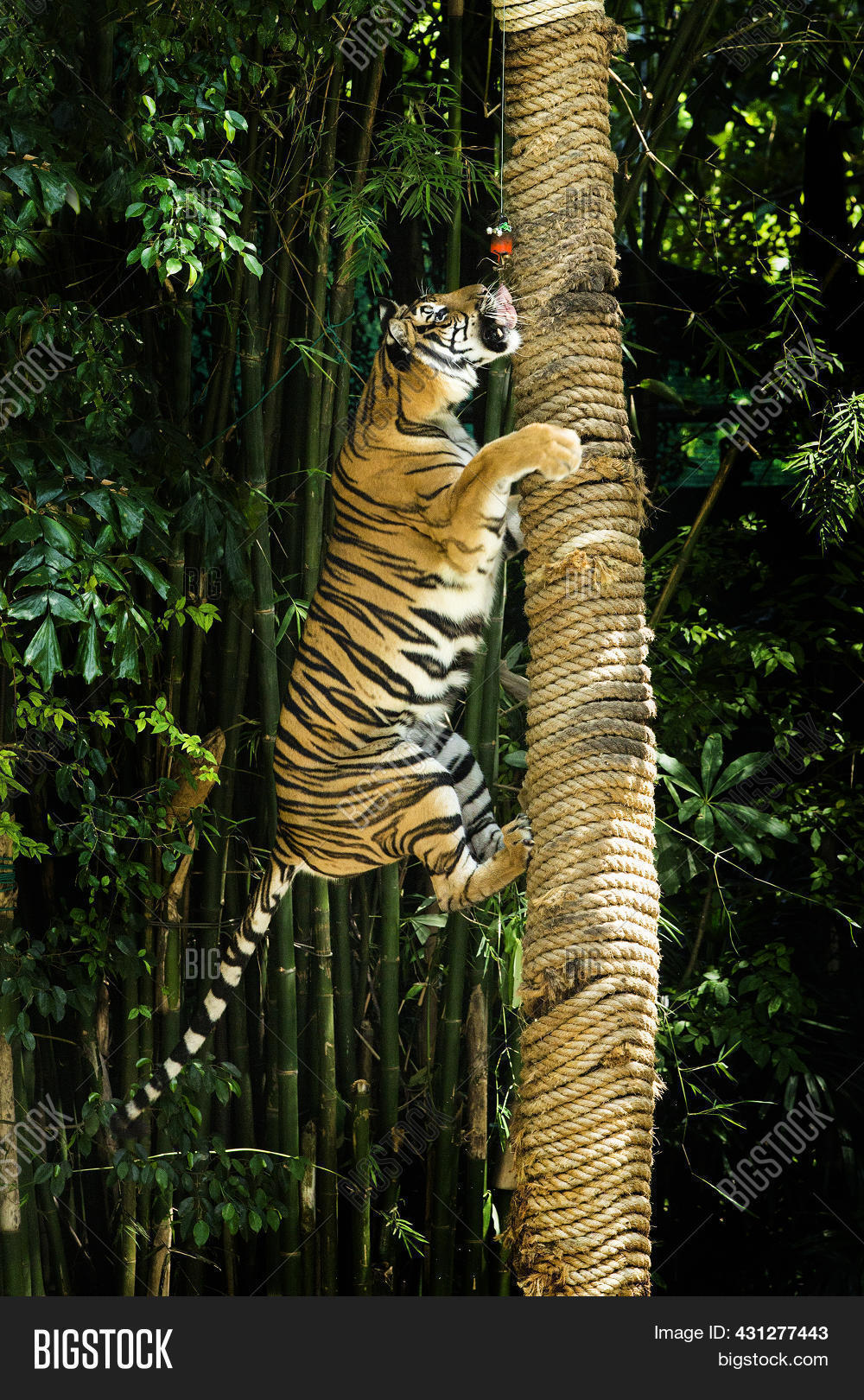 Bengal Tiger Climbing Image & Photo (Free Trial) Bigstock