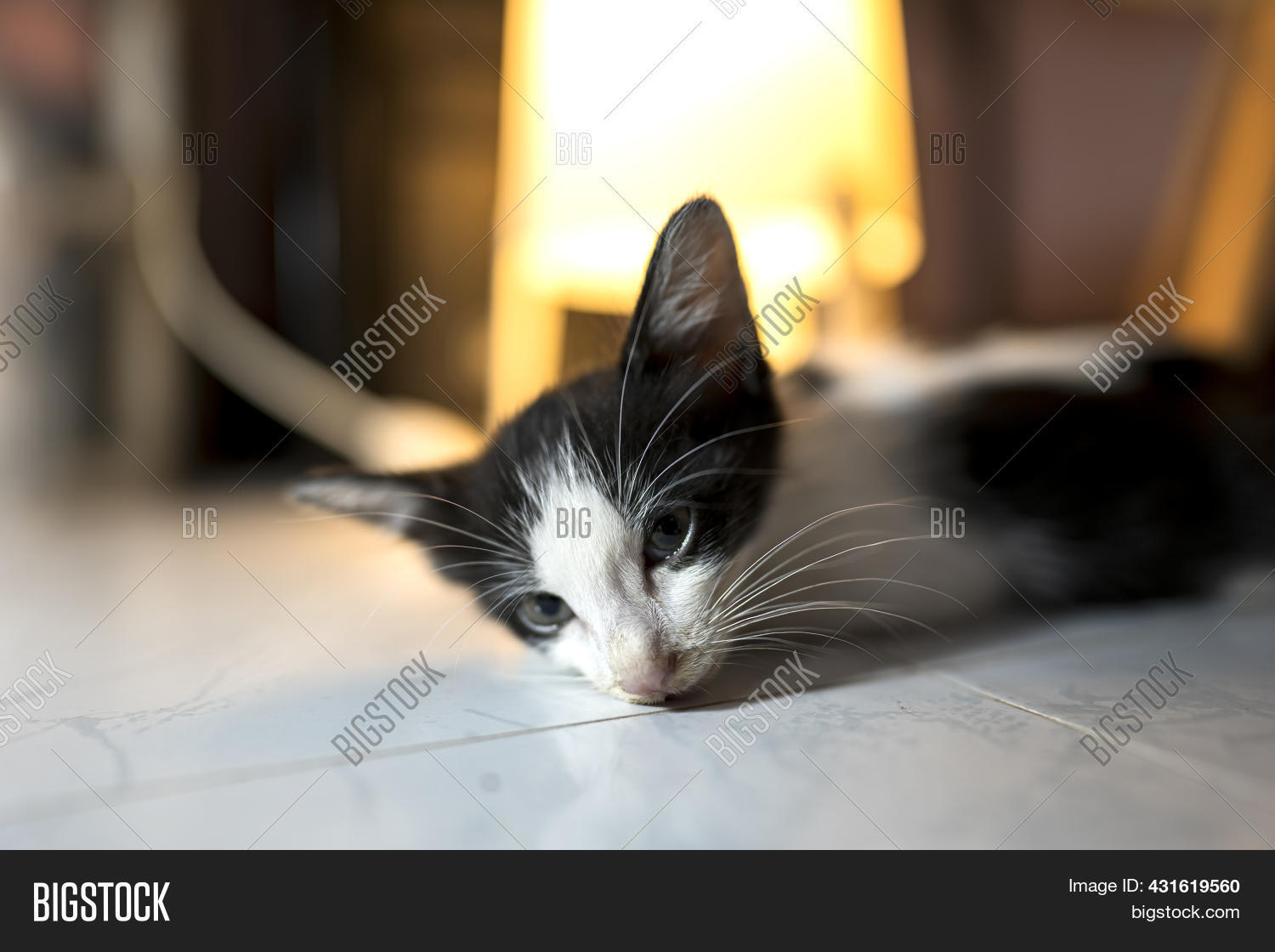Sick Cat Lay Weakly On Image & Photo (Free Trial) Bigstock