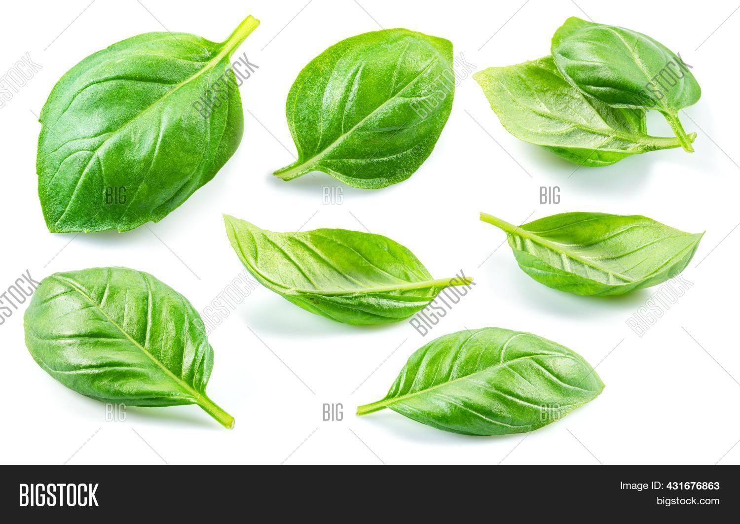Set Fresh Green Basil Image & Photo (Free Trial) Bigstock