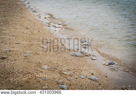 Many Dead Jellyfish Washed Up On The Coast Of The Sea Of Azov Near Kirillovka, Summer 2021