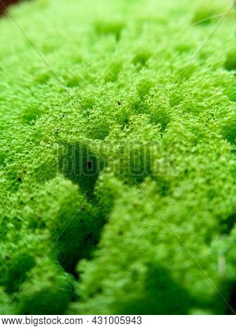 Macroshot Texture Of Porous Sponge For Dishes. Selective Focus Surface Of Dirty Green Dish Washcloth