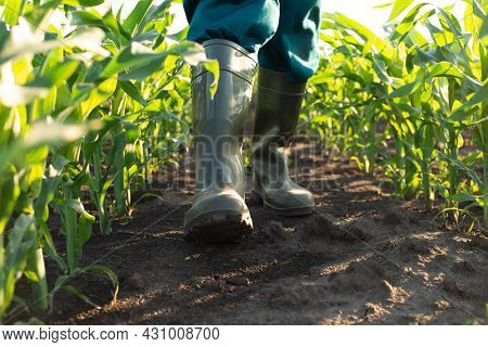 Low Angle View At Farmer Feet In Rubber Boots Walking At Camera Along Maize Stalks