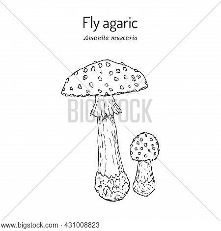Fly Agaric Amanita Muscaria , Poisonous And Medicinal Mushroom. Hand Drawn Botanical Vector Illustra