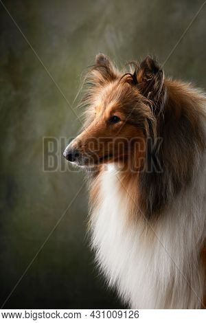 A Dog On A Textured Canvas Background In A Photo Studio. Scottish Shepherd, Collie Portrait