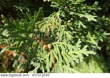 Closeup Of Brown Cones In The Leafage Of Thuja Occidentalis In October