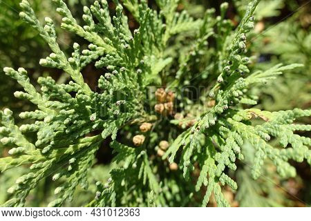 Foliage And Cones Of Thuja Occidentalis In October