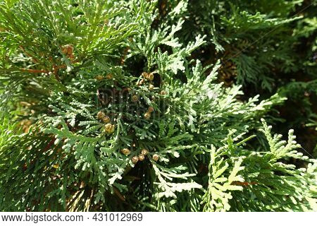 Light Brown Cones In The Leafage Of Thuja Occidentalis In October