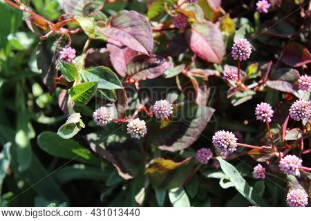 Blossoming Smartweed In The Summer In The Garden