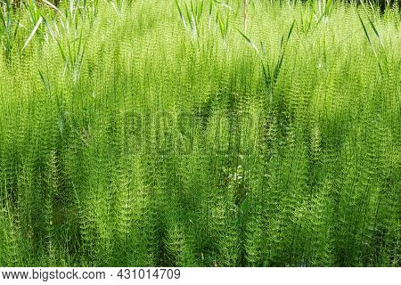 Thicket Of Equisetum, Also Known As Horsetail Growing On The Swamp In Early Summer, Background