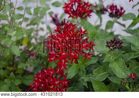 Image Of Beautiful Red Pentas Lanceolata Flower In Bloom In The Garden.
