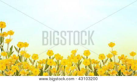 gul Ranunkel blomster på lys baggrund