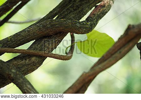 Ornamental Plant Kirkazon Manchu. Green-leaved Woody Vine. High Quality Photo