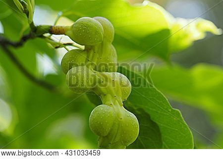 Magnolia Kobus Fruit. Magnolia Kobus Has White Flowers In Early Spring, And Its Handle-like Fruits R