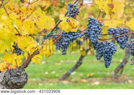 Blue grapes Cabernet Moravia in autumn vineyard, Southern Moravia, Czech Republic