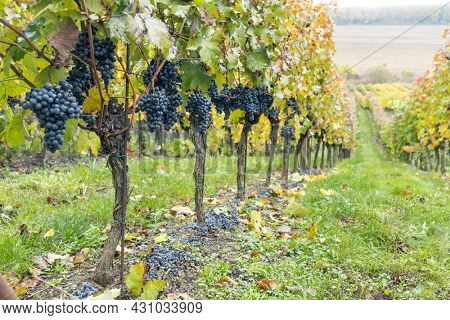 Blue grapes Cabernet Moravia in autumn vineyard, Southern Moravia, Czech Republic