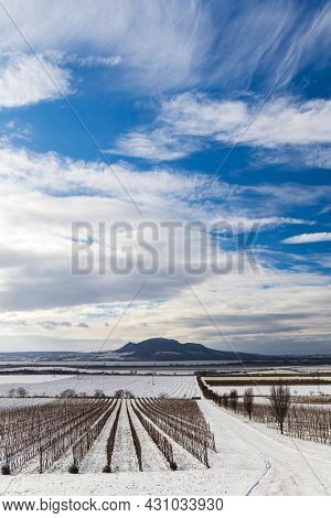 Winter vineyards under Palava near Sonberk, South Moravia, Czech Republic