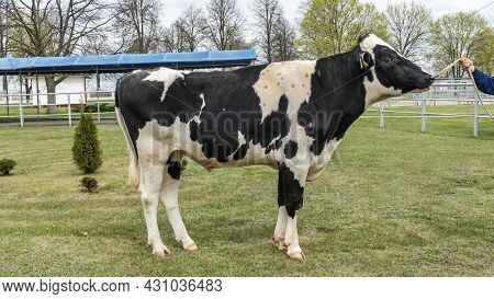 Bull-producer In The Show Rack. Images For The Agricultural Catalog. Production Of Sperm For Insemin