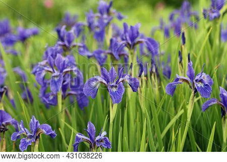 Blue Siberian Flag Iris, Iris Sibirica Variety Unknown, Flower In Close Up With A Blurred Background