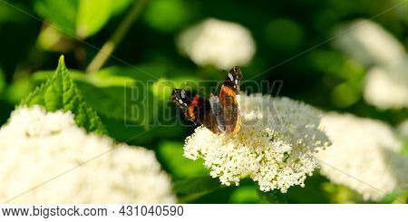 Red Admiral Butterfly Vanessa Atalanta On Hydrangea Arborescens Smooth Hydrangea Flowers. Close Up
