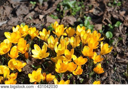 Crocus Flavus Golden Yellow Blooms In The Forest In March.