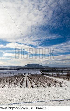 Winter vineyards under Palava near Sonberk, South Moravia, Czech Republic