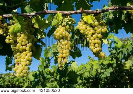 Bunches Of White Wine Muscat Grapes Ripening On Vineyards Near Terracina, Lazio, Italy