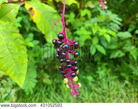 Beautiful Purple-black Pokeberries Are A Plant In The Virginia Wetlands.