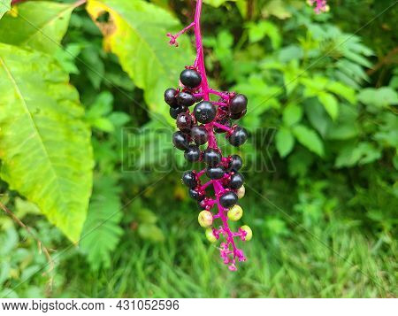 Beautiful Purple-black Pokeberries Are A Plant In The Virginia Wetlands.