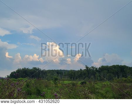 Trees And Skies Of The Virginia Wetlands