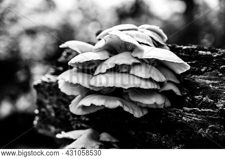 White Oyster Mushrooms Growing On A Decaying Log In A Forest
