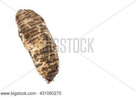 Malanga Edible Tuber - Root Of The Plant Called Colocasia Esculenta