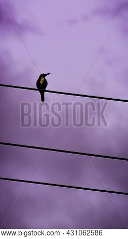 Black Water Bird Perching On Top Of A Electric Power Line In A Clear Sky Background