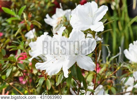 White Azalea Flowers Growing On A Shrub