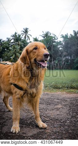 Golden Retriever Dog Happily Smiling During A Stroll Outside