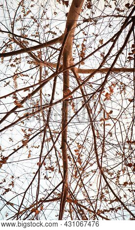 Dried Asymmetric Sides Of Branches Of A Tree In Winter With Falling Leaves