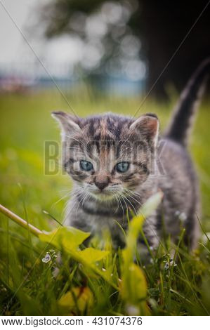 Grey Furry Kitten With Blue Eyes Takes Its First Steps In The Grass And Explores The World Around It