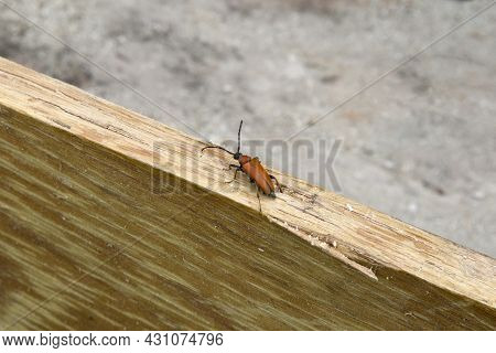 Pyrrhidium Sanguineum Red Beetle On Wood And Blurred Background