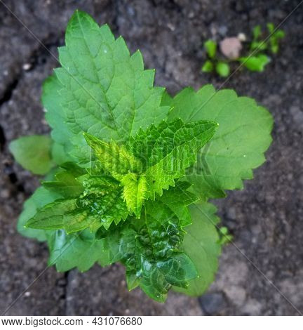 Agastache Foeniculum, Agastache Anethiodora, Anise Hyssop, Blue Giant Hyssop