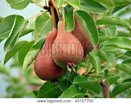 Peren