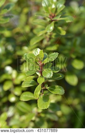 Escallonia Red Dream Leaves - Latin Name - Escallonia Red Dream