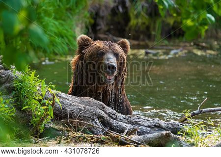 On The Lake, A Kamchatka Bear Emerged From The Lake After Hunting For Fish, Water Flows Down Its Sha