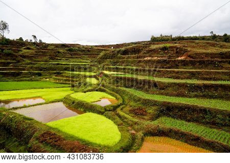Landscape With The Rice Fields And Onive River At Antanifotsy In Madagascar