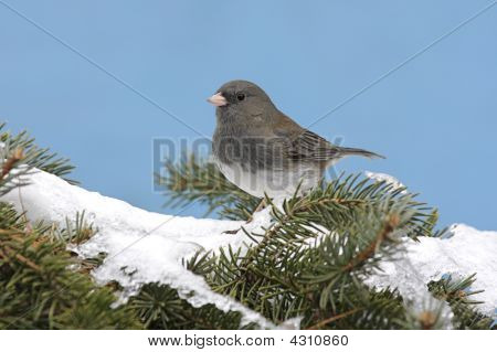 Lumi tummasilmäiset Junco