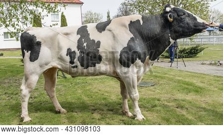 Bull-producer In The Show Rack. Images For The Agricultural Catalog. Production Of Sperm For Insemin