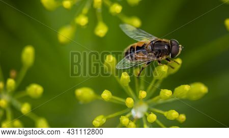 Fly Sitting On A Flower Of Green Dill, Macro Photo