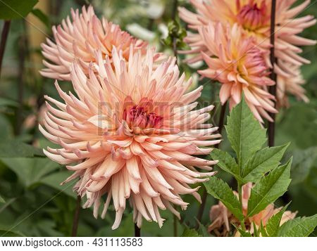 Beautiful Semi Cactus Dahlia Flowers, Variety Surprise