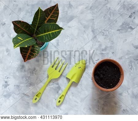 Preparation For Transplantation Of The Flower Codieum Croton. Ceramic Pots With Flower, Soil And Too