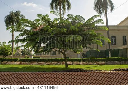 Cairo - Egypt - October 4, 2020: Garden Of Abdeen Royal Palace With Huge Tree. Facade Of Abdeen Roya
