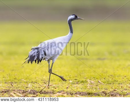 Common Crane (grus Grus) Large Migratory Bird Walking In Agricultural Field. Wildlife Scene In Natur