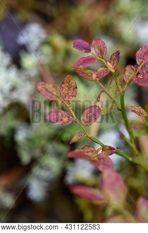 A Blueberry Bush With Red Leaves